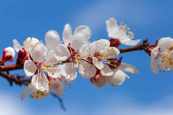 Branche Abricot Fleuri Sur Fond Flou Ciel Gros Plan Sélectif — Photo