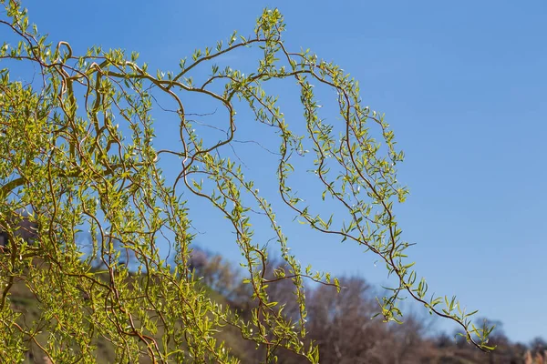 Ramos Salgueiro Encaracolado Com Brotos Torcidos Folhas Jovens Catkins Contra — Fotografia de Stock