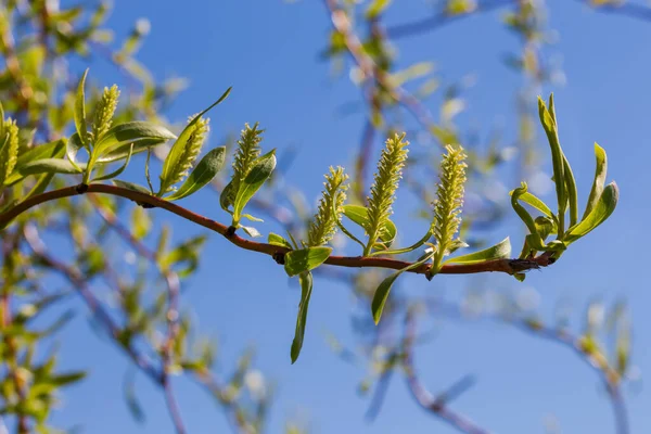 Branch Curly Willow Young Leaves Catkins Close Blurred Background Other — Stock Photo, Image