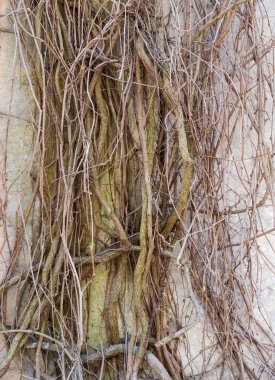 Çeşitli tırmanma bitkilerinin parçaları henüz patlamamış yapraklarla beton istinat duvarı ve arka planda sürünüyor.