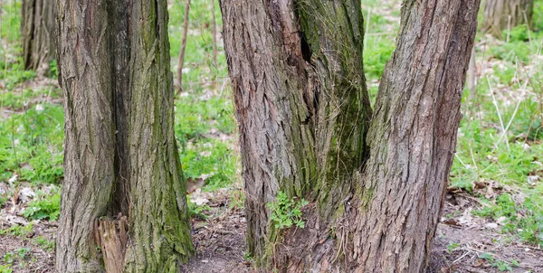 春天的时候 森林里开始腐烂 中空的老黑蝗虫树树干底部的一部分 — 图库照片