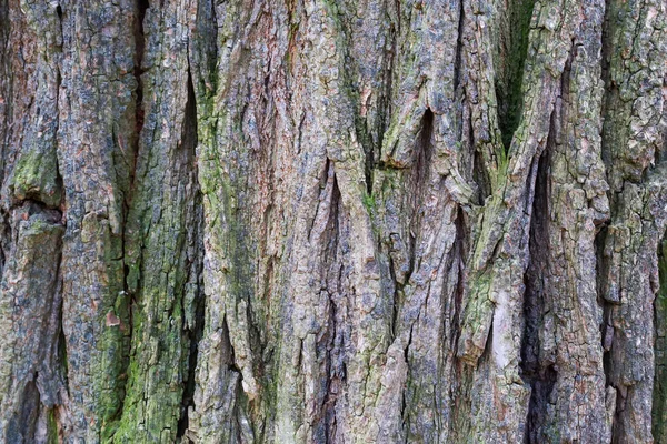 Arrière Plan Vieux Tronc Sauterelles Noires Écorce Rugueuse Gros Plan — Photo