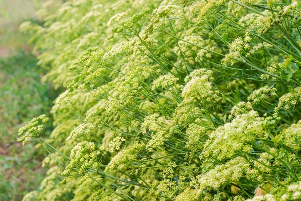 Fragment Flowering Parsley Planting Stems Leaves Inflorescences Close Selective Focus — Foto de Stock