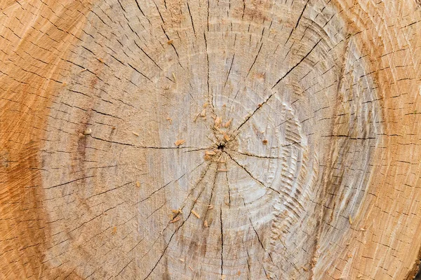 Background Transverse Cut Elm Tree Trunk Growth Rings Cracks Sawdust — Foto de Stock