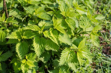 Isırgan otu çalısı, aynı zamanda bilinen adıyla Isırgan otu veya Urtica dioica 'nın genç ateş ve yapraklarıyla 