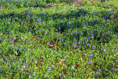 İlkbahar ormanlarında sabah çiğ damlalarıyla kaplanmış yabani vinçle kaplanmış ovanın bir parçası.