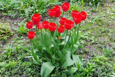 Çiçek açan kırmızı lalelerin çalıları bulutlu havada ayrı ayrı büyüyor, yakın plan.