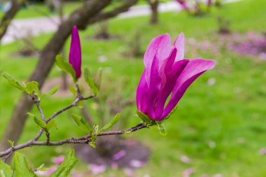 Mor çiçek, tomurcuk ve daldaki genç manolya yaprakları, seçici bir odak noktasında bulanık bir arkaplan