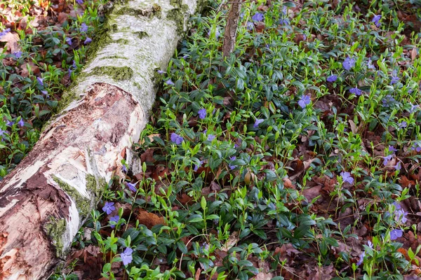 Fragment Glade Overgrown Flowering Wild Vinca Last Year Foliage Fallen —  Fotos de Stock