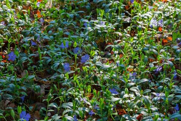 昨年の葉の間で野生のビンカを開花させ 春の森の中で朝の露滴で覆われています — ストック写真