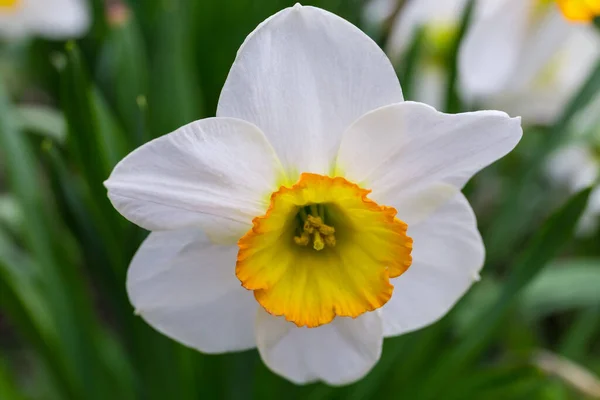 Narcissus Flower White Petals Yellow Cup Shaped Corona Close Selective — Foto de Stock