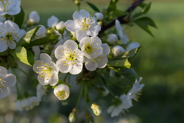 Zweig Eines Kirschbaums Mit Taufeuchten Blüten Morgenlicht Auf Verschwommenem Hintergrund — Stockfoto