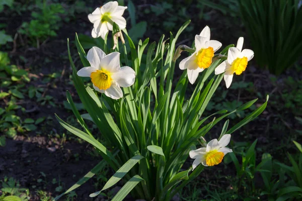 Çiçek Açmış Narsislerin Çalıları Beyaz Yapraklar Sarı Bardak Şeklinde Korona — Stok fotoğraf