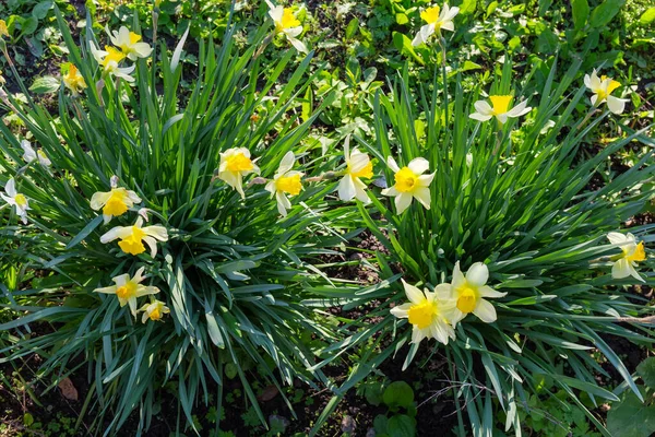 Two Bushes Cultivated Narcissus Yellow Flowers Morning Sunny Light Top — Foto de Stock