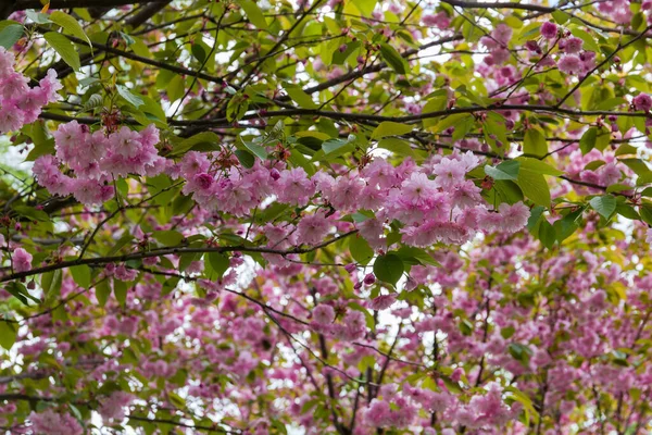 Branch Cherry Blossom Tree Delicate Pink Flowers Spring Young Leaves — Stock Photo, Image