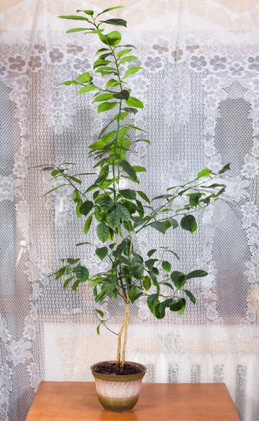 Double Decorative Citrus Tree Growing Flower Pot Indoor Blurred Background — Stock Photo, Image