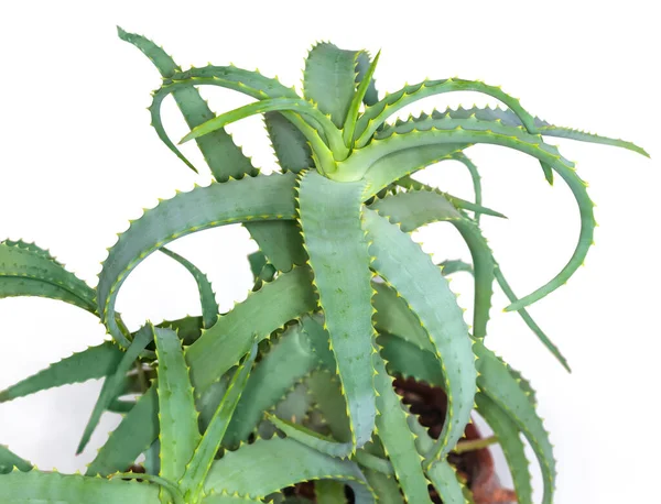 Aloe Quarto Decorativo Pote Flor Parte Superior Fábrica Fundo Branco — Fotografia de Stock