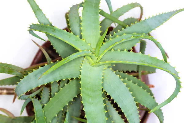 Rosette Daun Ruang Dekoratif Aloe Tumbuh Dalam Pot Bunga Tampilan — Stok Foto