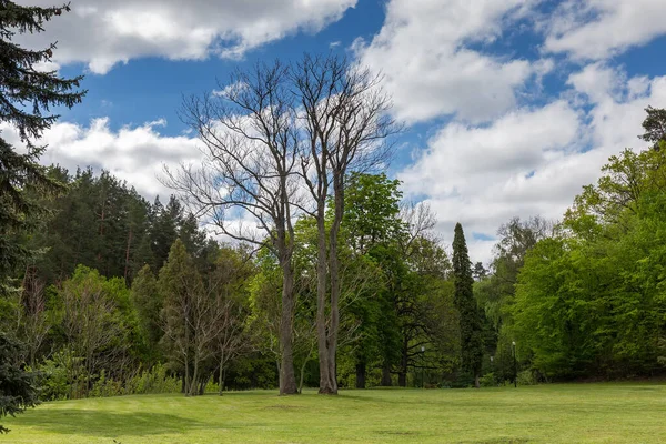 Stare Drzewa Rosnące Skraju Wielkiej Polany Wiosennym Parku Przed Zachmurzonym — Zdjęcie stockowe