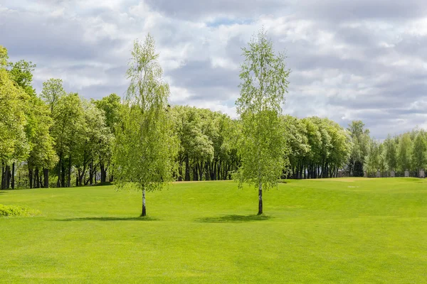 Zwei Birken Wachsen Auf Der Großen Lichtung Frühlingspark Gegen Die — Stockfoto