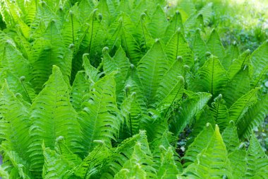 Eğreltiotunun çalılıkları, taze bahar yaprakları, yakın plan, seçici odak parçacıkları, arka plan