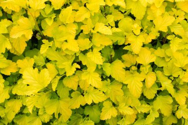 Sarı yeşil yay yapraklı çalılıklarda süslemeli çalılar, yakın plan, arka plan.