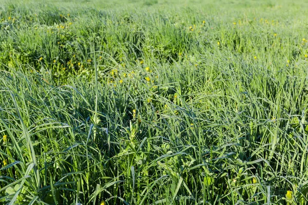 Fält Med Högt Ungt Gräs Täckt Med Morgondagg Droppar Våren — Stockfoto