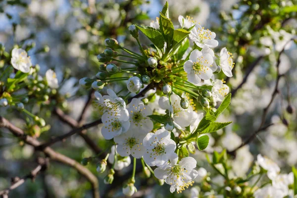 Tak Van Bloeiende Kersenboom Een Wazige Achtergrond Van Rest Van — Stockfoto