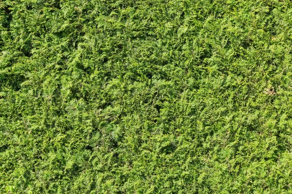 Fragmen Hedge Dengan Potongan Juniper Taman Close Latar Belakang Tekstur — Stok Foto