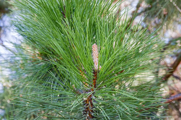 Branch Pine Long Needles Young Shoot Springtime Close Selective Focus — Stock Photo, Image