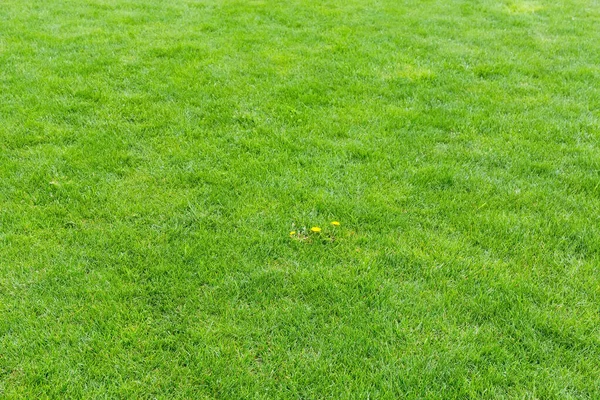 Fragmen Halaman Dengan Rumput Berukuran Kecil Dan Beberapa Bunga Dandelion — Stok Foto