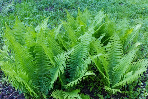 Genç bahar yapraklarıyla eğreltiotu çalıları, seçici odak noktasında yakın plan