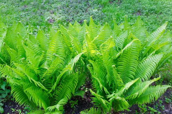 Genç bahar yapraklarıyla eğreltiotu çalıları, seçici odak noktasında yakın plan