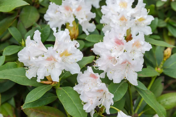 Inflorescence Rhododendron White Flowers Close Blurred Background Bush — Stock Photo, Image