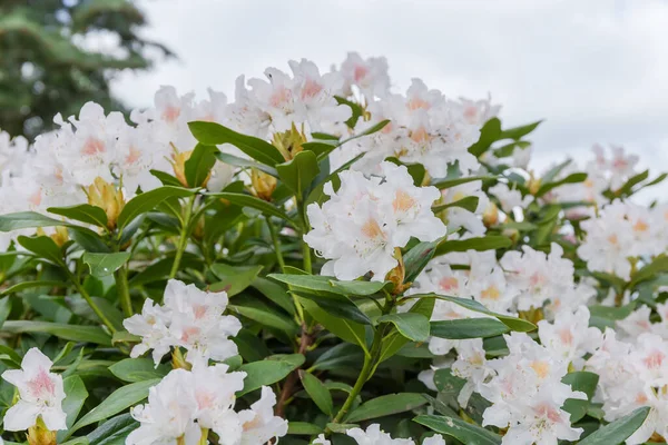 Parte Superior Del Arbusto Rododendro Floreciente Con Flores Blancas Sobre — Foto de Stock