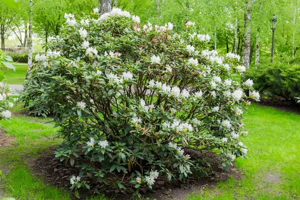 Bush Floración Rododendro Con Flores Blancas Parque Primavera — Foto de Stock