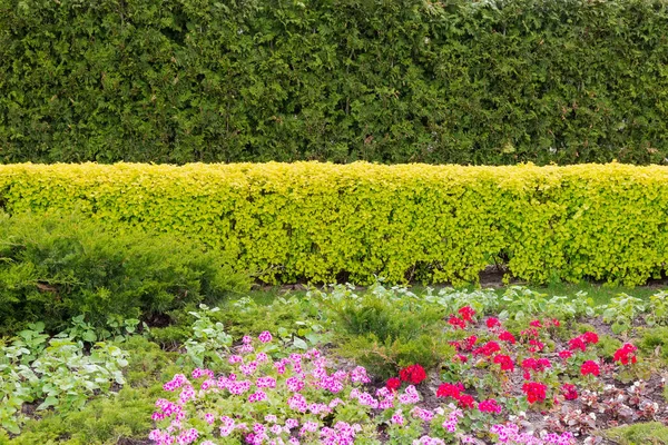 Fragmento Seto Enebro Recortado Arbusto Ornamental Con Hojas Primavera Amarillo —  Fotos de Stock