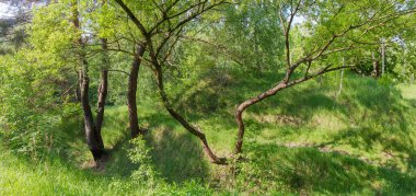 Ender ormanların yamaçlarında farklı ağaçlarla kaplanmış ilkbaharda dallanmış gövdeleri olan.