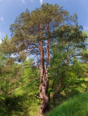 Dalları kıvrımlı eski çam ağaçları ve genç filizleri açık bir gökyüzüne karşı bahar ormanlarında dallar üzerinde