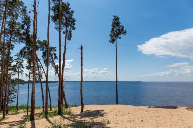 Su birikintisinin yüksek kumlu sahilinde büyüyen uzun çam ağaçları bulutlu bir su ve gökyüzüne karşı.