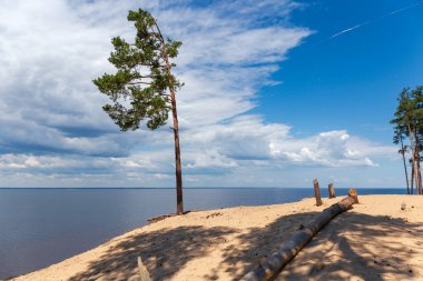Su birikintisinin yüksek kumlu kıyısında, bulutlu bir su ve gökyüzüne karşı büyüyen uzun çam ağaçları.