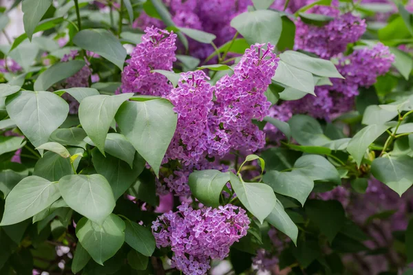 Fragment Bush Flowering Purple Lilac Inflorescences Leaves Close Selective Focus — Stock Photo, Image