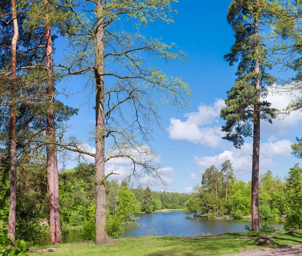 Gamla Tallar Och Ekar Växer Stranden Skogssjö Mot Andra Träd — Stockfoto