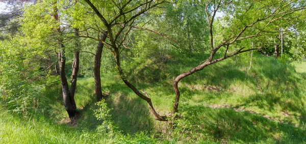 Ender ormanların yamaçlarında farklı ağaçlarla kaplanmış ilkbaharda dallanmış gövdeleri olan.