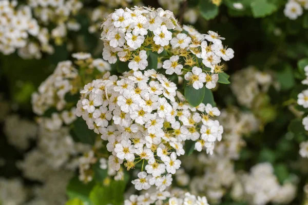 Κλάδος Της Ανθοφορίας Spiraea Συστάδες Μικρών Λευκών Λουλουδιών Θολή Φόντο — Φωτογραφία Αρχείου