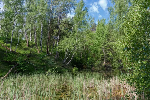 Malé Mělké Jezero Zarostlé Rákosím Mezi Okolními Zalesněnými Kopci Počátkem — Stock fotografie