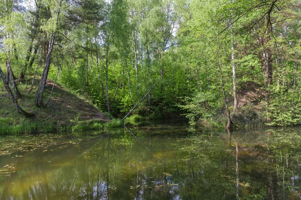 初夏に周囲の森林の丘の間で部分的に生い茂る小さな浅い湖 — ストック写真