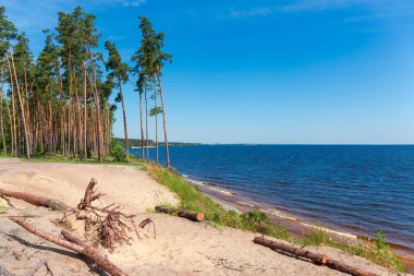 Büyük gölün sarp kumlu kıyısında, yaz günlerinde gökyüzüne karşı yükselen uzun çam ağaçları.