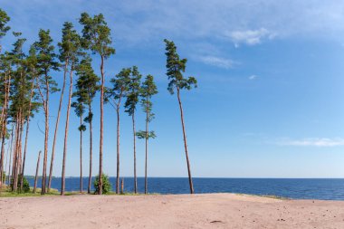 Büyük gölün sarp kumlu kıyısında, yaz günlerinde gökyüzüne karşı yükselen uzun çam ağaçları.