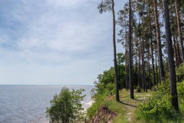 Büyük bir gölün dik kumlu sahilinde, yaz günü, güneş ışığında, gökyüzüne karşı yükselen uzun çam ağaçları.